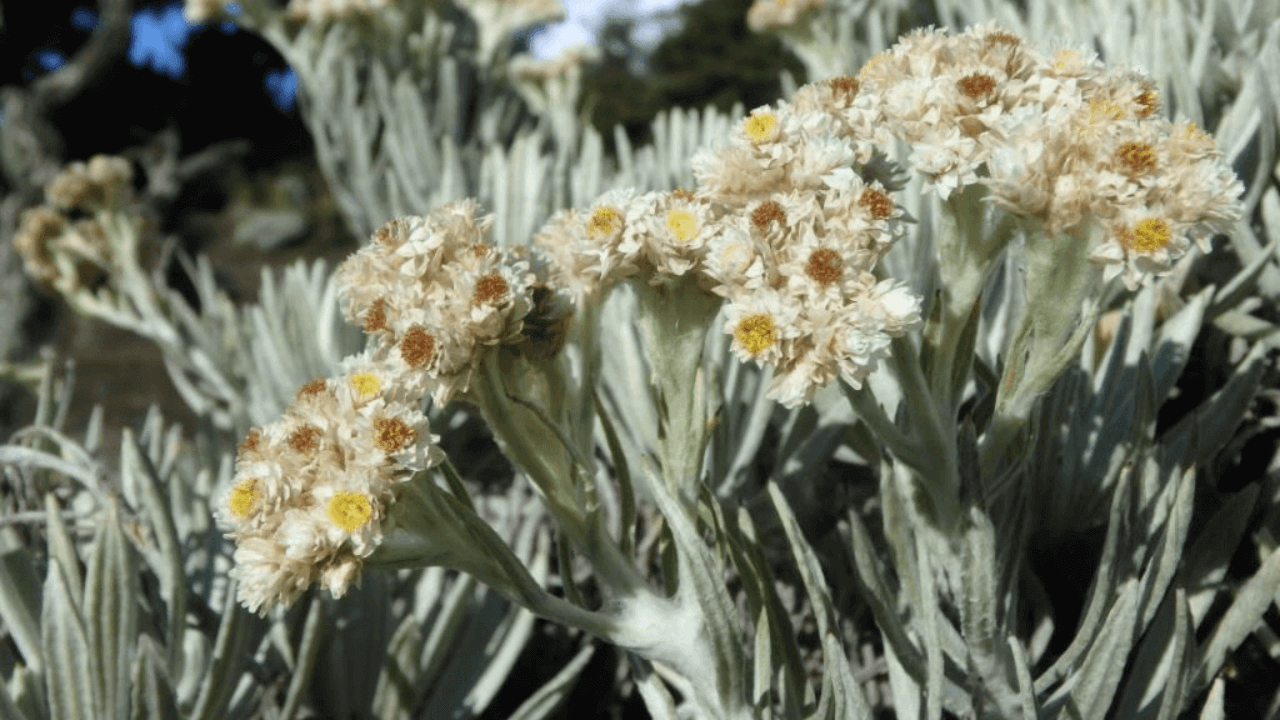 bunga edelweiss